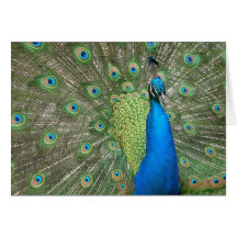 Peacock Display Card