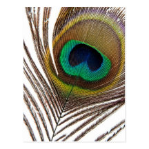 Peacock feather postcards
