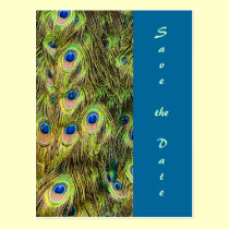 Peacock Feather Save the Date Card postcards