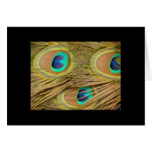 Peacock Feathers Card