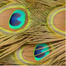 Peacock Feathers Cut Outs