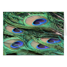 Peacock Feathers Greeting Card