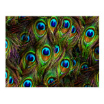 Peacock Feathers Invasion Postcard