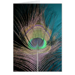 Peacock Feathers on black and turquoise Cards