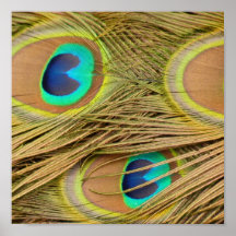 Peacock Feathers Posters