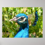 peacock,framed photo poster