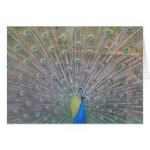 Peacock Greeting Card