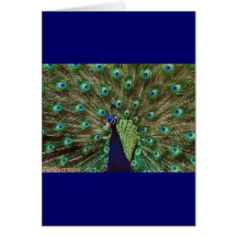 Peacock Greeting Cards