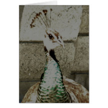 Peacock Notecard