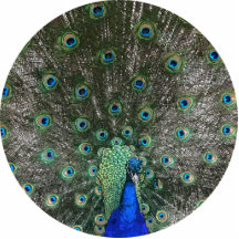 Peacock Photo Cut Outs