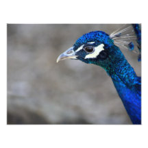 Peacock Photo