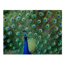 Peacock, postcard