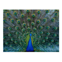 Peacock, postcard