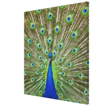 Peacock showing its feathers, as part of a canvas print