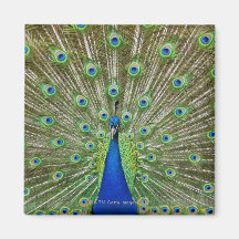 Peacock showing its feathers, as part of a refrigerator magnets