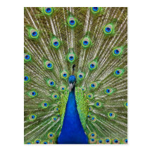 Peacock showing its feathers post cards