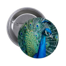 Peacock, standard button