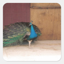 Peacock Stickers