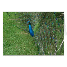 Peacock Strut Cards