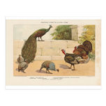 Peacock,Turkey, & Guinea Fowl Post Card