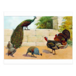 Peacock,Turkey, & Guinea Fowl Post Cards