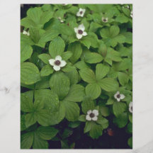 Pearls On Green Bed Flyers