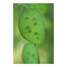 Peas in a Pod Photo