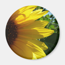 Peek A Boo Sunflower Fridge Magnets