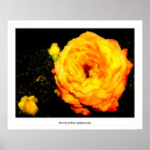 Peer Gynt Rose (luminescent) Poster
