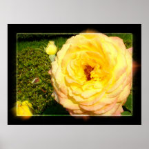 Peer Gynt Rose Poster
