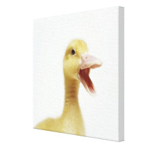 Pekin duck chick, head-shot stretched canvas prints