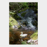 Pekin Duck posters