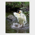 Pekin Duck Swimming posters