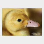 Pekin Duckling posters