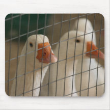 Pekin ducks in cage picture mouse pads