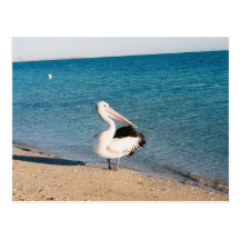Pelican At Monkey Mia, Western Australia. Post Card