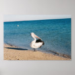 Pelican At Monkey Mia, Western Australia. Print