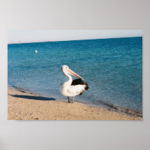 Pelican At Monkey Mia, Western Australia. Print