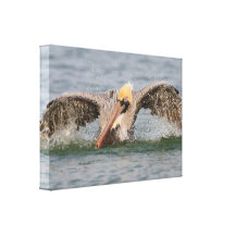 Pelican Bath Time Stretched Canvas Print