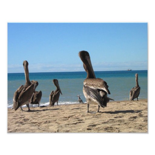 Pelican Beach Bums Photo Print