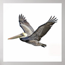 Pelican Clear Poster