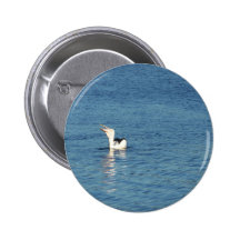 Pelican Enjoying Tasteful Fish While Swimming In W Pin