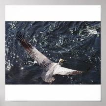 Pelican in flight posters
