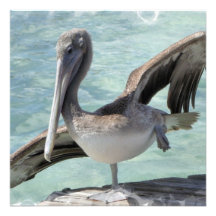 Pelican Invitations