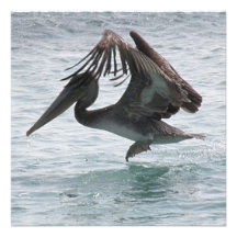 Pelican Landing Invitations