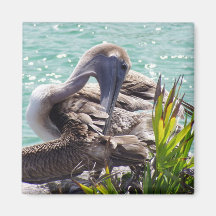 Pelican Magnets