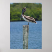 Pelican on a Pole Poster