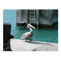 Pelican Postcards