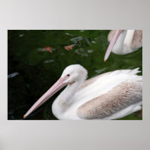 Pelican Poster