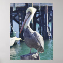 Pelican Print